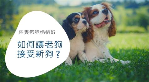 養狗不能養兩隻|如何讓老狗接受新狗？養第二隻狗該注意的事